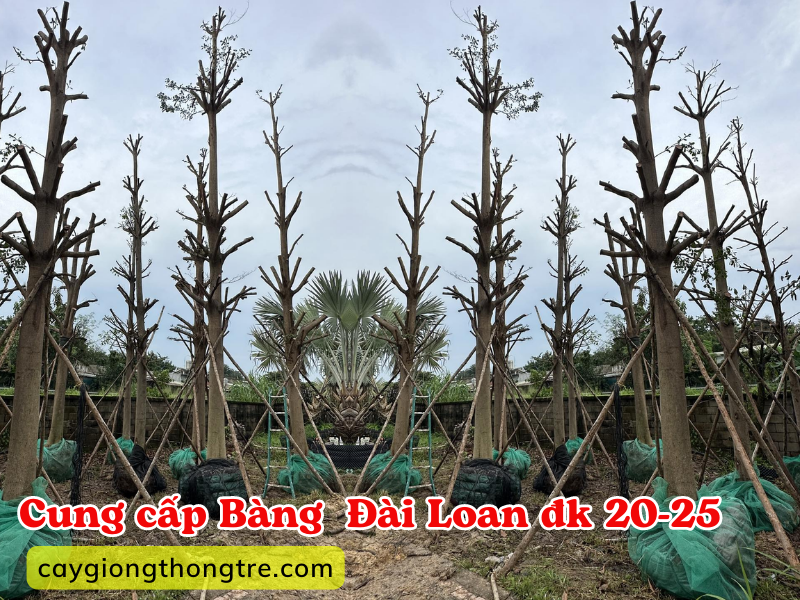 Bán cây Bàng Đài Loan (Bàng lá nhỏ) đk 20-25 trồng bóng mát