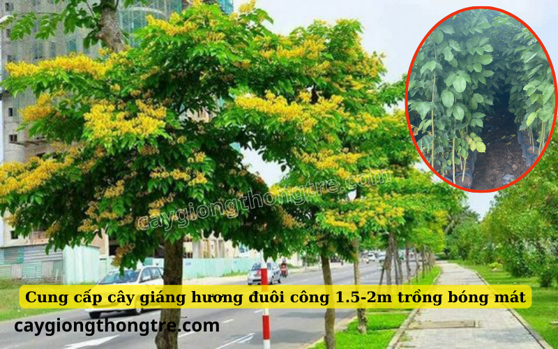 Mua bán cây giang huong duoi cong 1.5-2m trồng đường phố