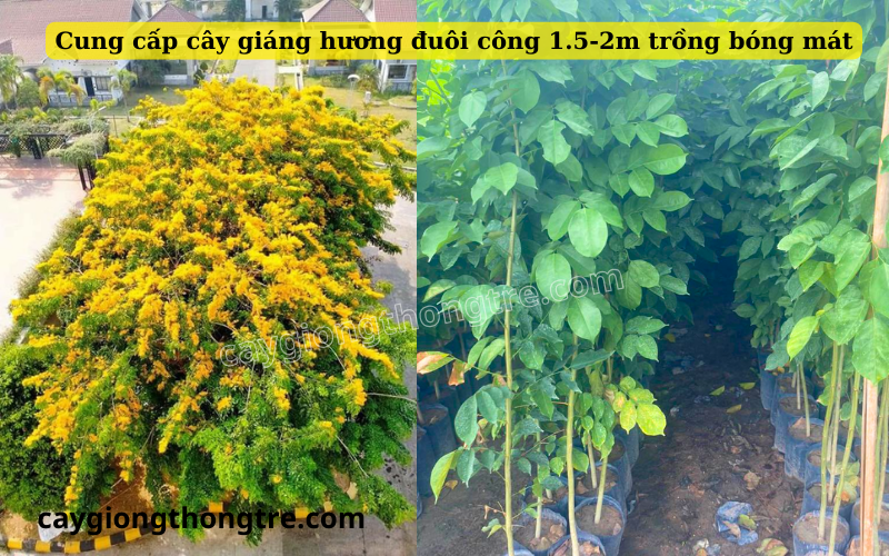 Mua bán cây giang huong duoi cong 1.5-2m trồng đường phố