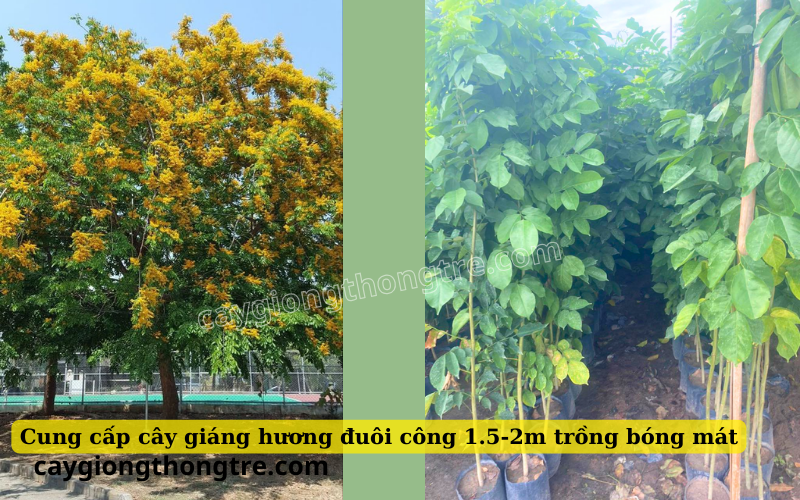 Mua bán cây giang huong duoi cong 1.5-2m trồng đường phố