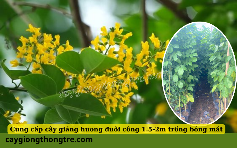 Mua bán cây giang huong duoi cong 1.5-2m trồng đường phố