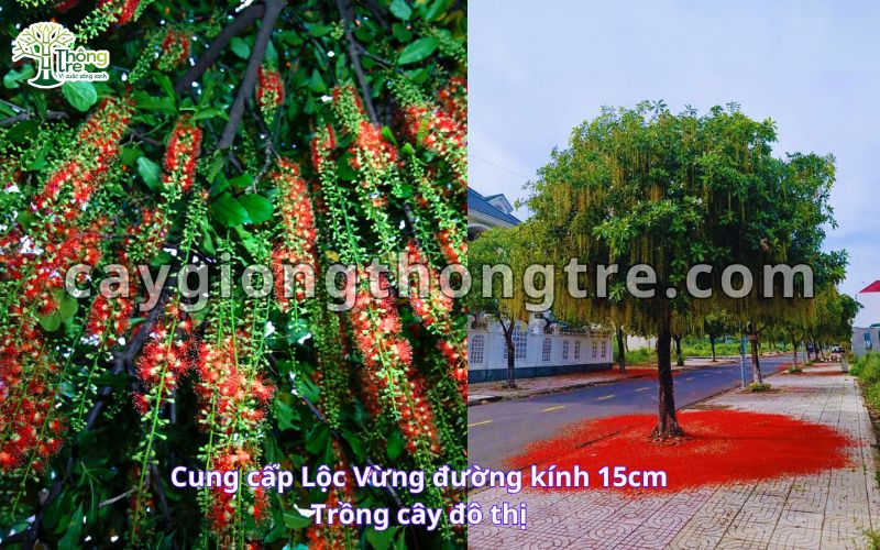 Bán số lượng lớn cây lộc vừng đường kính thân 15cm trồng khu đô thị