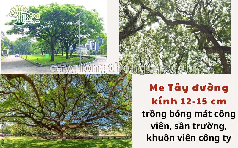 bán cây me tây đường kính 12-15cm