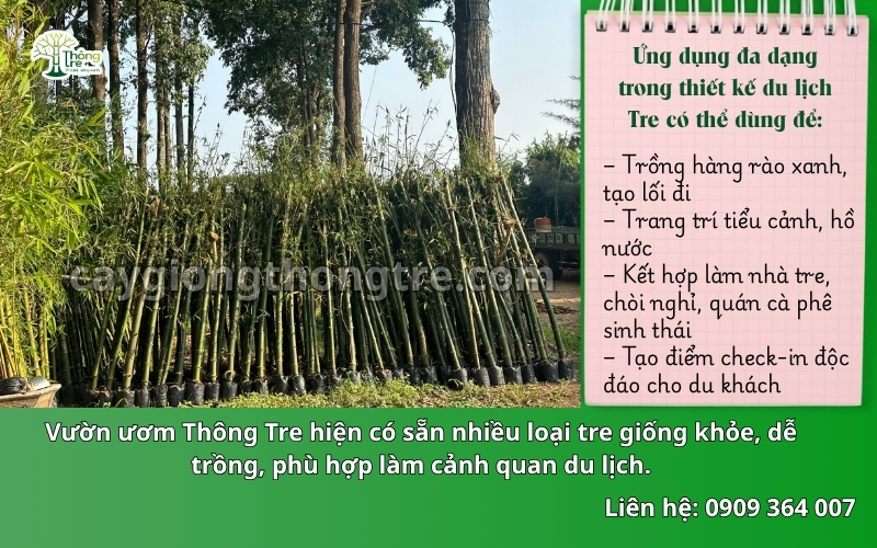 Cây Giống Thông Tre: Đơn vị cung cấp tre xanh chất lượng cao cho các công trình cảnh quan
