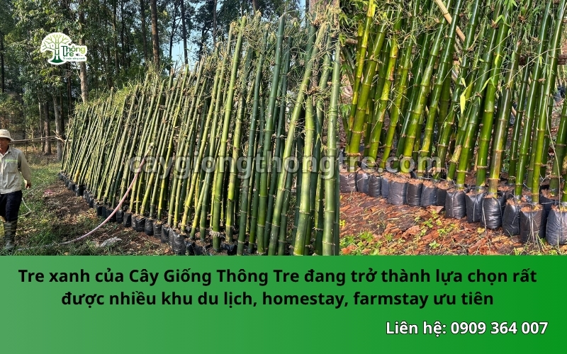Cây Giống Thông Tre: Đơn vị cung cấp tre xanh chất lượng cao cho các công trình cảnh quan