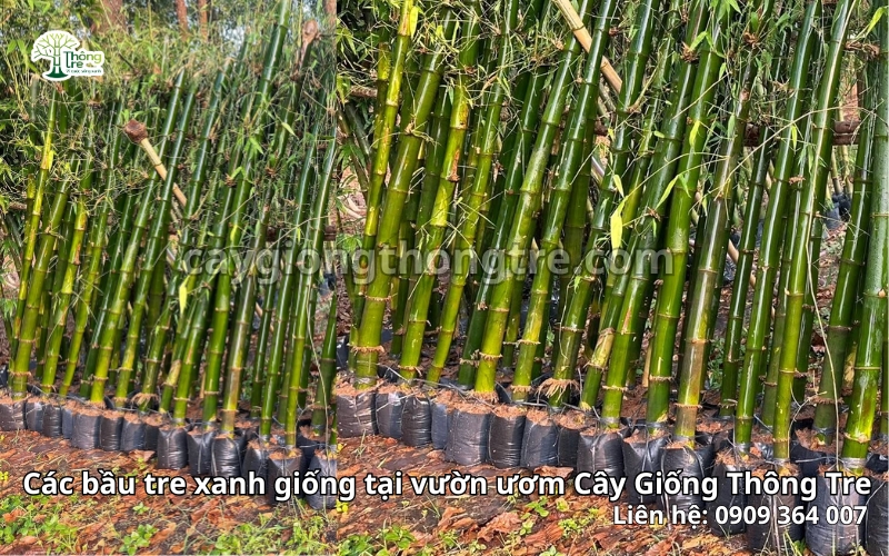 Cây Giống Thông Tre: Đơn vị cung cấp tre xanh chất lượng cao cho các công trình cảnh quan