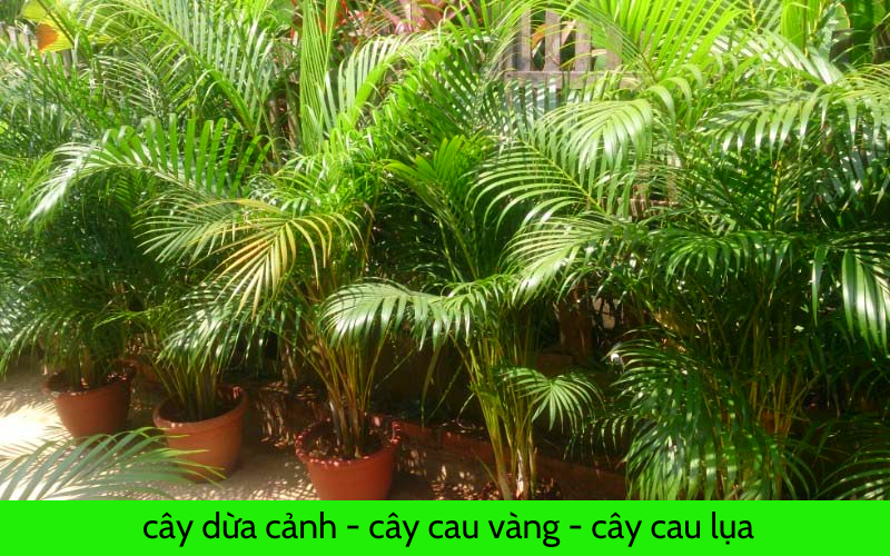 Cây dừa cảnh, cây cau vàng, cau lục cách trồng và chăm sóc