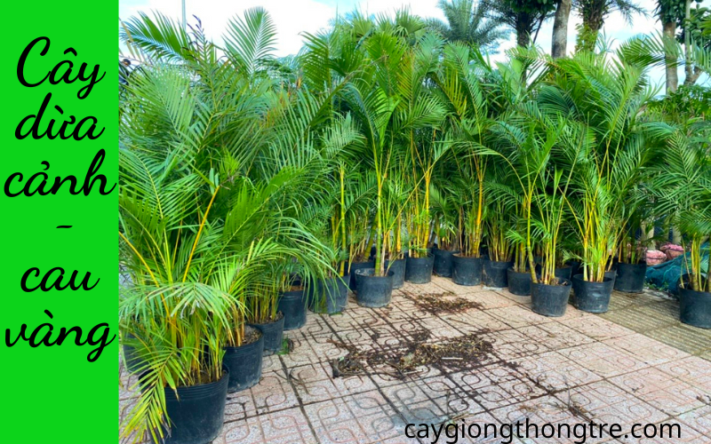 Công ty Thông Tre cung cấp cây dừa cảnh (cau vàng) số lượng lớn