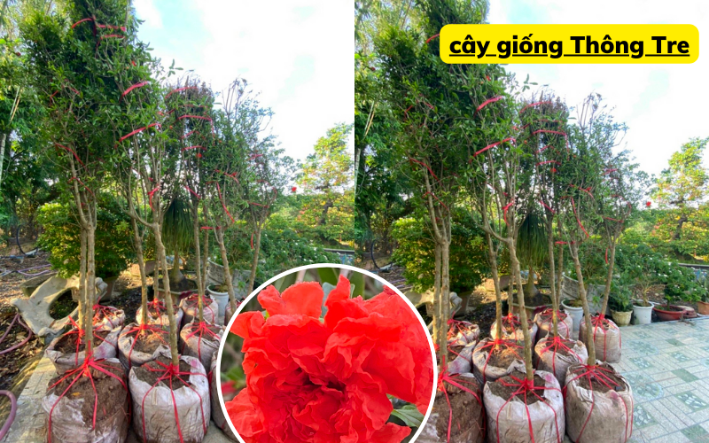 Công ty Thông Tre cung cấp cây lựu hạnh hoa kép số lượng lớn