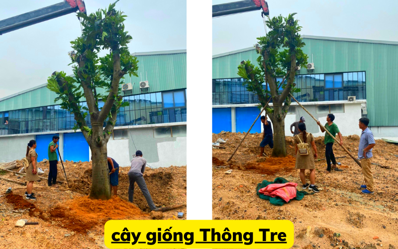 CTy Thông Tre cung cấp cây sa ke cảnh quan