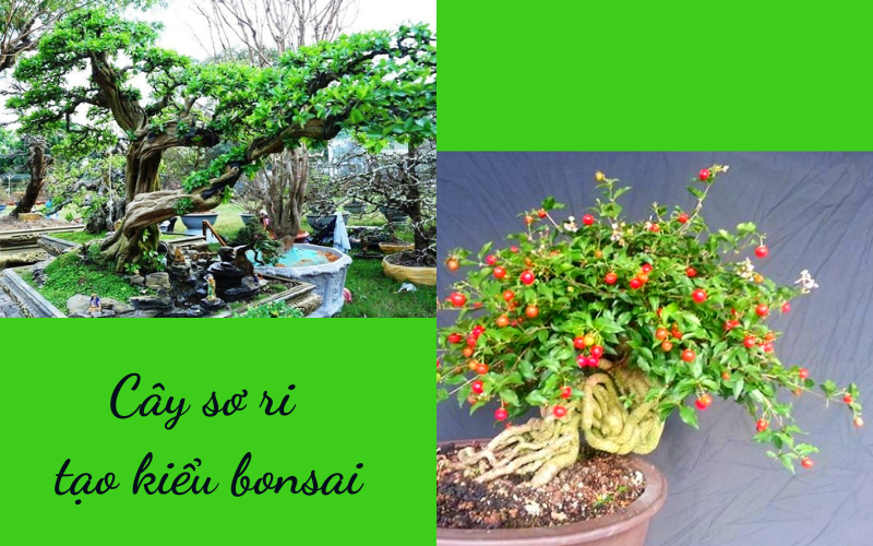 Cây sơ ri bonsai