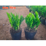 Cây Kim Tiền