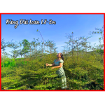 Cây Bàng Đài Loan giống 1.8-2m