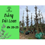 Bàng Đài Loan đk gốc 20-25