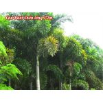 Cau Đuôi Chồn lóng 1-2m