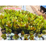 Cây giống Bàng Vuông (Bàng Biển, Bàng Bí)
