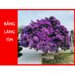 Cây bằng lăng tím