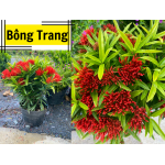 Cây bông trang (mẫu đơn)