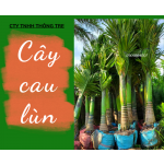 Cây cau lùn