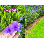 Cây Chiều Tím