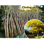 Cây Kèn Vàng đk gốc 10cm