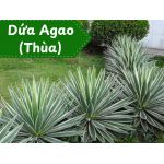 Cây Agao, Thùa, Dứa Agao, Dứa Nam Mỹ