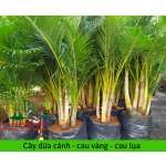 Cây dừa cảnh (cau vàng)