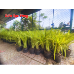 Dứa Sọc Vàng (Dứa Vạn Phát)