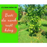 Bưởi da xanh ruột hồng