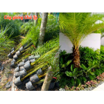 Cây Chà là giống