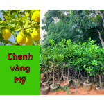 Cây chanh vàng Mỹ