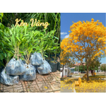 Cây Giống Kèn Vàng (Chuông Vàng, Kèn Bạc hoa vàng)