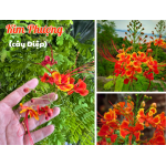 Cây giống Kim Phượng (Cây Điệp)
