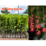 Cây Giống Lộc Vừng hoa đỏ