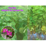 cây giống Móng Bò Tím, Ban Tím, Ban Hoàng Hậu