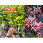 Cây giống Muồng Hoa Đào (bọ cạp hồng, osaka hồng, muồng anh đào, phượng hồng)