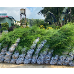 Cây phi lao (cây dương)