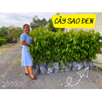 Cây giống cây sao đen