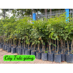 Cây giống Gỗ Trắc đỏ