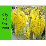 Cây bọ cạp vàng (muồng hoàng yến)