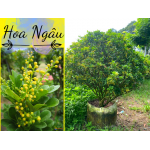 Cây hoa ngâu