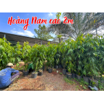 Cây Hoàng Nam cao 2m