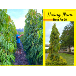 Hoàng nam (tùng Ấn Độ)