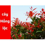 cây hồng lộc