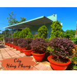 Cây hồng phụng
