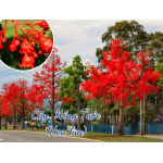 Cây giống Hồng Tước (Hoa lửa Illawarra)