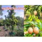 Cây Hồng Xiêm (Xa Pô Chê, lồng mứt, sapoche)
