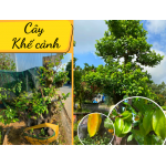 Cây khế cảnh