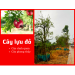 Cây lựu đỏ