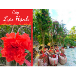 Cây lựu hạnh hoa kép